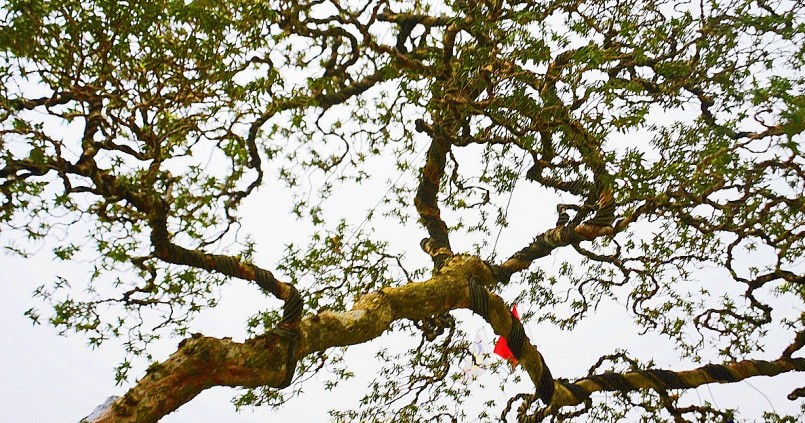 Cây ổi dáng bay trăm tuổi từng gây sốt với giá nửa tỷ đồng. Cây ổi dáng bay trăm tuổi từng gây sốt với giá nửa tỷ đồng.