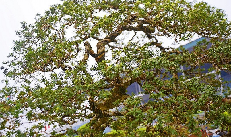 Phần thân của cây ổi có nhiều vết sần, xù xì song uốn lượn hết sức mềm mại, vào mùa quả sai trĩu trịt. Phần thân của cây ổi có nhiều vết sần, xù xì song uốn lượn hết sức mềm mại, vào mùa quả sai trĩu trịt.