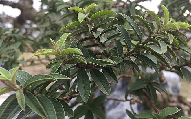 Cây ổi dáng bay cổ thụ lá xanh quanh năm. Cây ổi dáng bay cổ thụ lá xanh quanh năm.