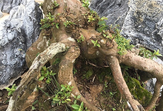 Gốc cây ổi dáng bay lộ rõ vẻ cổ thụ trăm năm. Gốc cây ổi dáng bay lộ rõ vẻ cổ thụ trăm năm.