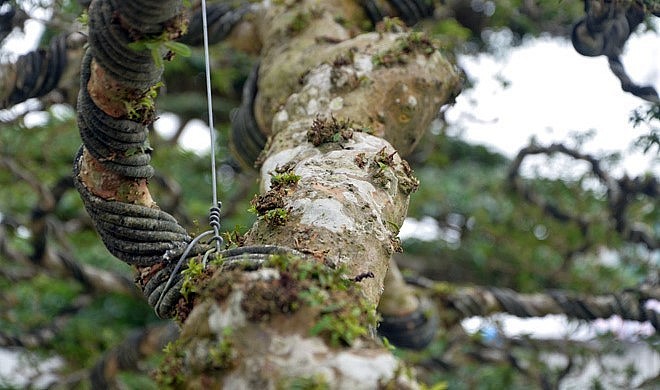 Thân cây ổi dáng bay cổ thụ. Thân cây ổi dáng bay cổ thụ.