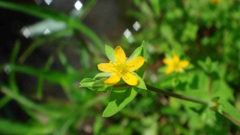 Cây nọc sởi  - Dược liệu quý để giải độc, trị viêm