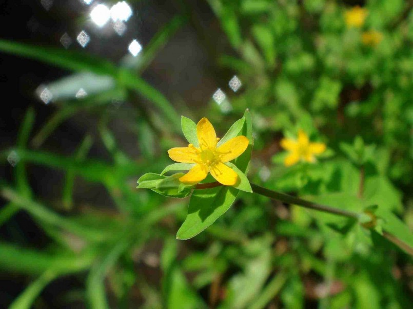 Cây nọc sởi hay còn có tên gọi khác là cây cỏ ban, cây cỏ vỏ lúa, điền nhĩ thảo hoặc điền hoàng cơ