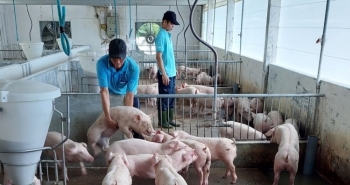 Giá heo hơi hôm nay (23/2) giảm loạn xạ dưới mốc 50.000 đồng/kg, người nuôi tính bỏ chuồng