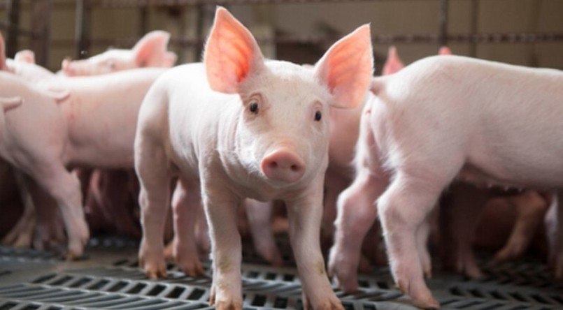 Giá heo hơi giảm sâu khiến người chăn nuôi chua tính đến việc tăng đàn, tái đàn heo.