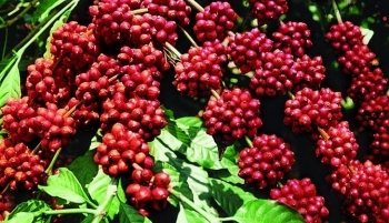 Giá nông sản hôm nay (23/2): Cà phê nối dài đà tăng, hồ tiêu ổn định ở mức 67.000 đồng/kg