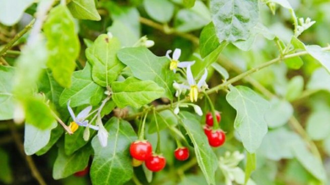 Cà gai leo: Cây thảo dược có tác dụng điều trị hiệu quả đối với các bệnh lý về gan