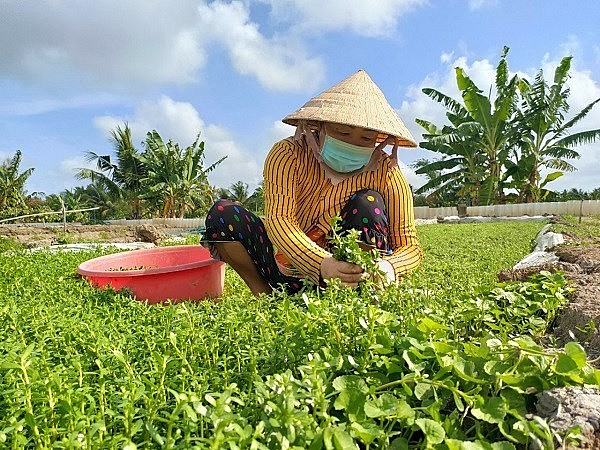 Nhiều nông dân trồng rau đắng để tăng thu nhập Nhiều nông dân trồng rau đắng để tăng thu nhập