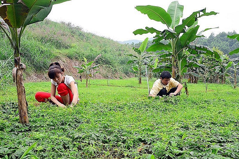 Giảo cổ lam được đưa về trồng thành công tại vườn Giảo cổ lam được đưa về trồng thành công tại vườn
