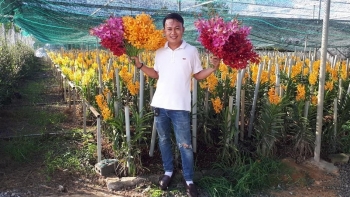 Trồng giống lan gì mà ra hoa rực rỡ đẹp ơi là đẹp, nhà nông cắt cành bán thu tiền tỷ mỗi năm