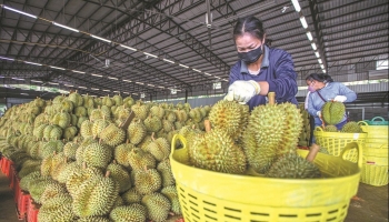 Nóng "cuộc chiến" xuất khẩu sầu riêng, Thái Lan "tung chiêu" quyết cạnh tranh sát ván