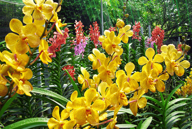 Lan Mokara cho hoa rất đẹp