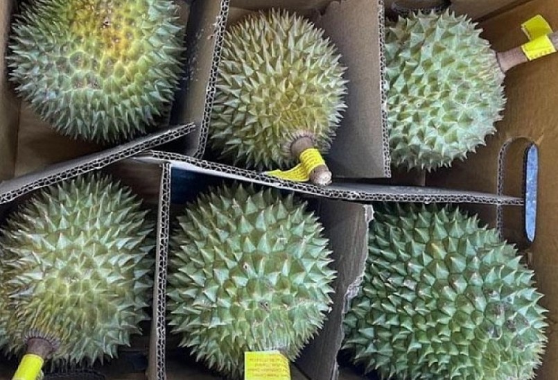 Để khẳng định vị thế xuất khẩu tại thị trường Trung Quốc, Thái Lan đã chủ động nâng chuẩn chất lượng sầu riêng.