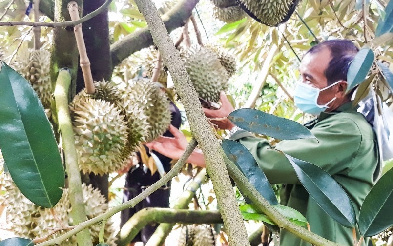 Để nâng cao sức cạnh tranh, sầu riêng Việt Nam cần chú trọng nâng cao chất lượng và mở rộng diện tích được cấp mã số vùng trồng.