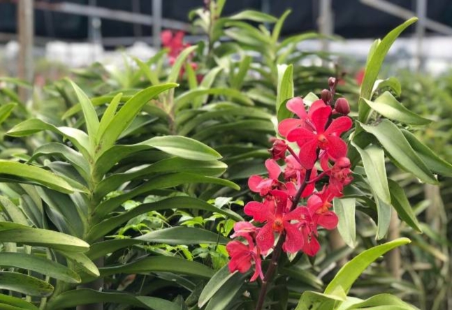 Hoa lan Mokara có ưu điểm đẹp, bền, được thị trường ưa chuộng