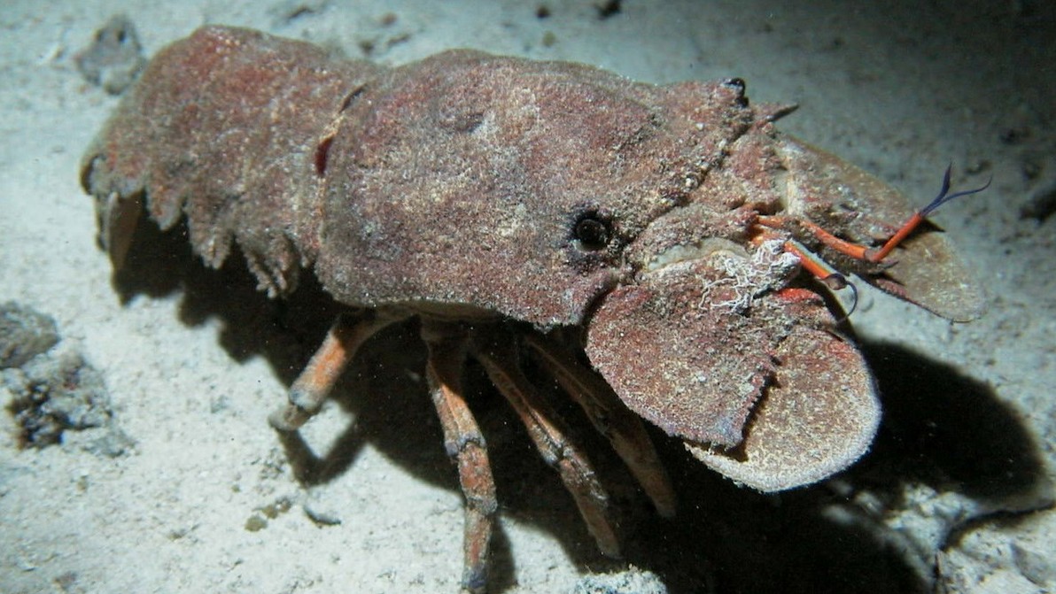 Loại hải sản xưa ít người biết tới, nay thành đặc sản lạ được ưa chuộng trong nhà hàng