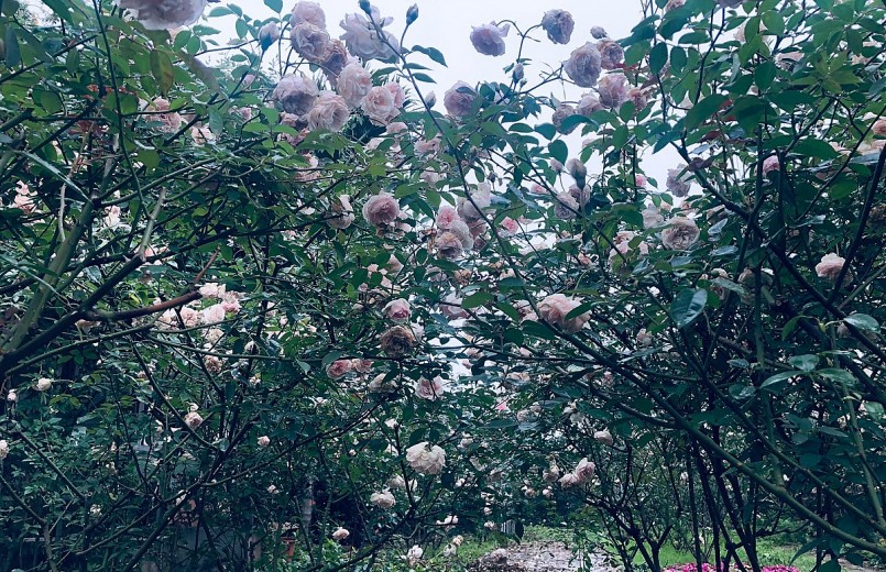 Những bông hồng cổ khoe sắc trong vườn. Những bông hồng cổ khoe sắc trong vườn.