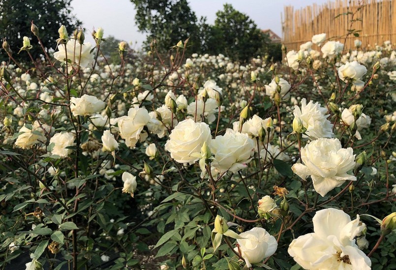 Sau này anh chị mới biết các giống hồng nội, hồng cổ hợp với đất và khí hậu Việt Nam nên chuyển sang trồng giống này. Sau này anh chị mới biết các giống hồng nội, hồng cổ hợp với đất và khí hậu Việt Nam nên chuyển sang trồng giống này.