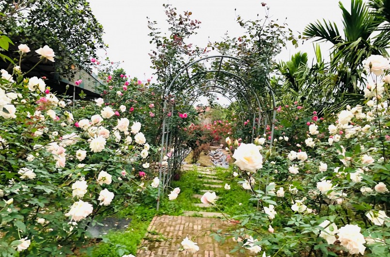 Người chống mất khi những bồng hồng nở, khiến chị hụt hẫng. Người chống mất khi những bồng hồng nở, khiến chị hụt hẫng.