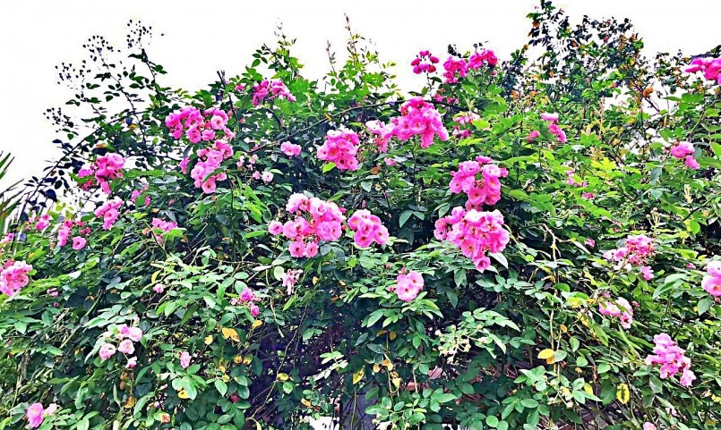 Anh cũng tự học cách chăm sóc hoa trong các hội nhóm, xem các video... Anh cũng tự học cách chăm sóc hoa trong các hội nhóm, xem các video...