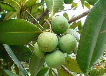 Bướm vàng đã đậu trái mù u rồi, loại cây gói bầu trời tuổi thơ tưởng chỉ làm cột nhà, hoá ra còn có tác dụng điều trị bệnh