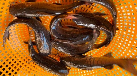 Loại cá tên nghe hơi "sỗ sàng"  xưa ít người biết, giờ thành đặc sản nổi tiếng thơm ngon