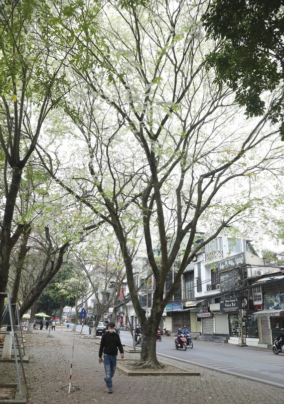 Nhìn từ xa, hoa sưa như được phủ một lớp tuyết trắng, loại tuyết khô và bông. Nhìn từ xa, hoa sưa như được phủ một lớp tuyết trắng, loại tuyết khô và bông.