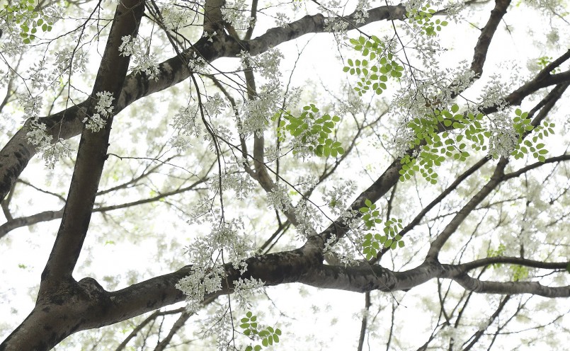 Khi hương xuân vẫn còn e ấp, Hà Nội bỗng trắng ngần những chùm hoa sưa. Khi hương xuân vẫn còn e ấp, Hà Nội bỗng trắng ngần những chùm hoa sưa.