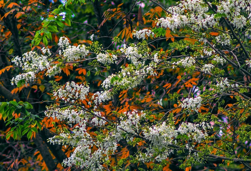 Hoa sưa trắng nổi bật giữa sắc lá. Hoa sưa trắng nổi bật giữa sắc lá.