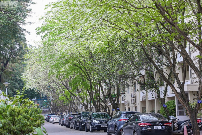 Khi những cơn mưa xuân ấm áp bắt đầu xuất hiện thì cây sưa như được đánh thức. Khi những cơn mưa xuân ấm áp bắt đầu xuất hiện thì cây sưa như được đánh thức.