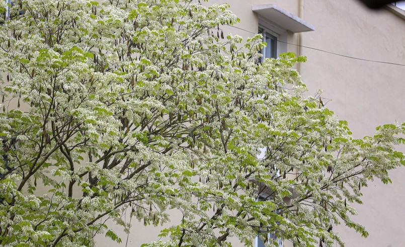 Những chùm hoa sưa trắng li ti bắt đầu bừng nở. Những chùm hoa sưa trắng li ti bắt đầu bừng nở.