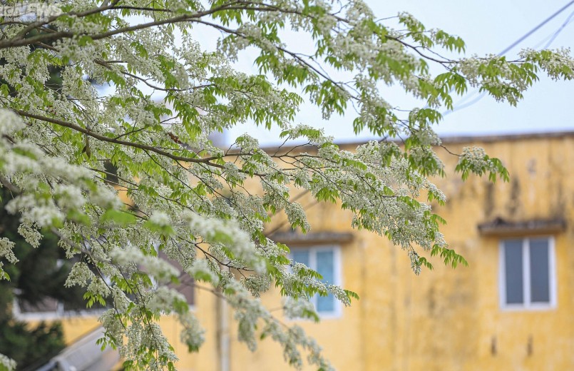 Hoa sưa nở trắng trời tạo nên khung cảnh thơ mộng những ngày xuân. Hoa sưa nở trắng trời tạo nên khung cảnh thơ mộng những ngày xuân.