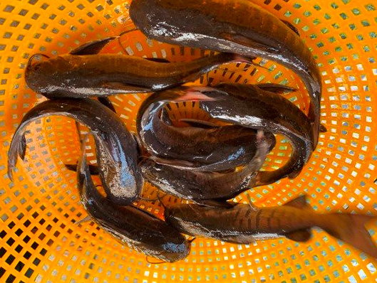 Loại cá tên nghe hơi "sỗ sàng"  xưa ít người biết, giờ thành đặc sản nổi tiếng thơm ngon