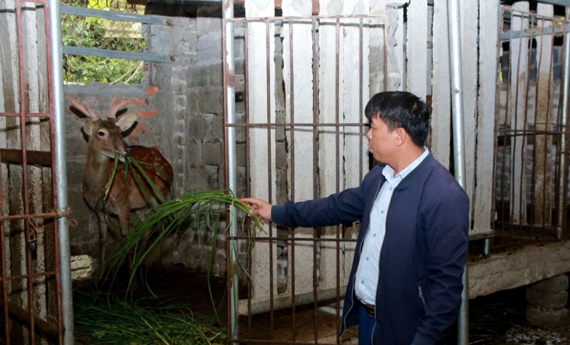 Nuôi hươu lấy nhung ở xã Cúc Phương, huyện Nho Quan, tỉnh Ninh Bình