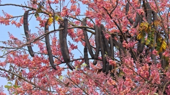 Những công dụng tuyệt vời của quả ô môi đối với sức khỏe