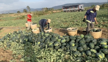 Dưa hấu tăng vọt thương lái đặt cọc 300 triệu đồng mỗi héc ta