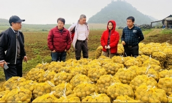 Nữ diễn viên múa bỏ phố lên núi trồng khoai, tưởng vui thôi ngờ đâu thu về 1,5 tỷ/vụ