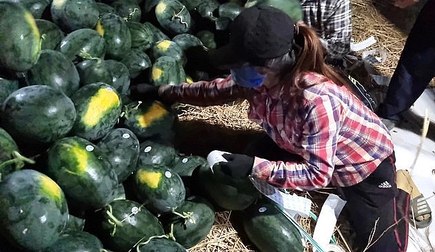 Những quả dưa hấu đatk chất lượng sẽ được dán tem để xuất khẩu. Những quả dưa hấu đatk chất lượng sẽ được dán tem để xuất khẩu.