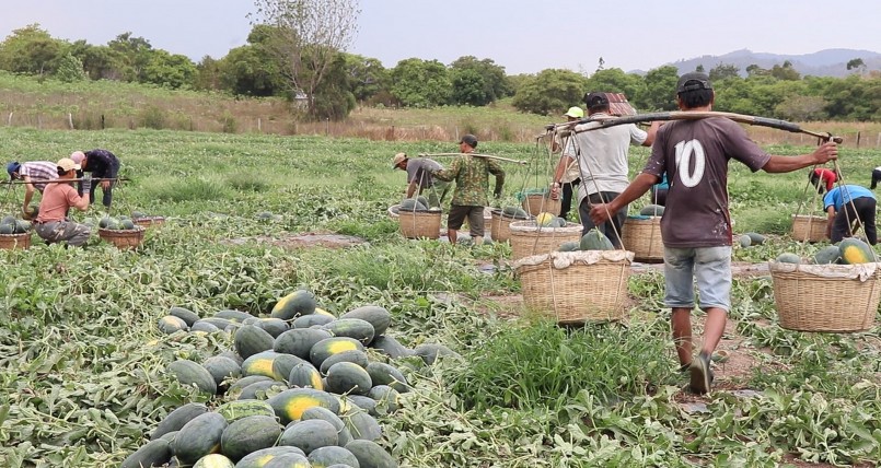 Vùng trồng dưa hấu trở nên sôi động trong vụ thu hoạch dưa. Vùng trồng dưa hấu trở nên sôi động trong vụ thu hoạch dưa.