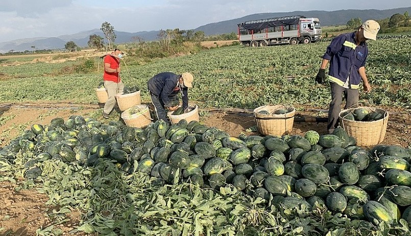 Những ngày gần đây giá dưa hấu ở Gia Lai bất ngờ tăng mạnh lên 12.000 đồng/kg. Những ngày gần đây giá dưa hấu ở Gia Lai bất ngờ tăng mạnh lên 12.000 đồng/kg.