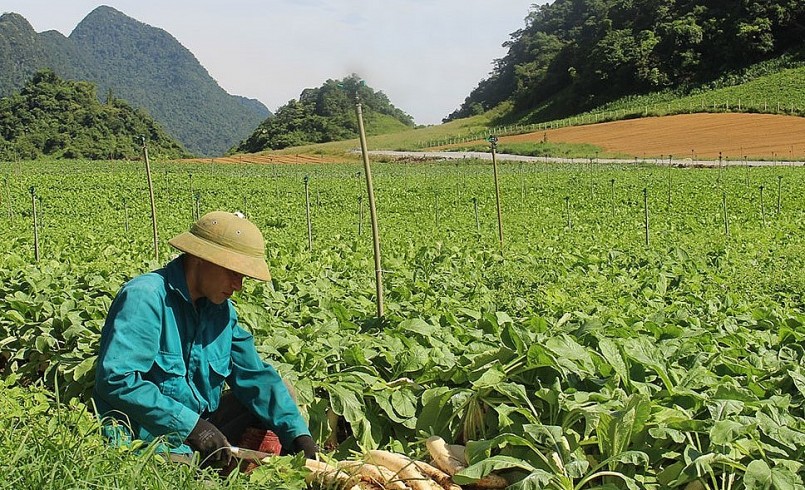 Cánh đồng trồng rau sạch của HTX nông nghiệp hữu cơ V-ORGANIC .