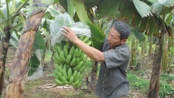 Huyện Kim Động (Hưng Yên): Phấn đấu có 400ha chuối đạt tiêu chuẩn VietGAP