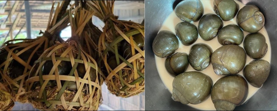 Cho ốc “uống” sữa, “ăn” trứng, “hít” khói trong 3 tháng, đem xuống chế biến thành món đặc sản nức tiếng miền Tây