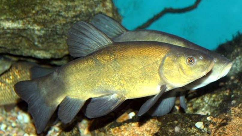 Loài cá lạ thơm mùi quế xưa ít người biết, giờ thành đặc sản nổi tiếng, 200.000 đồng/kg