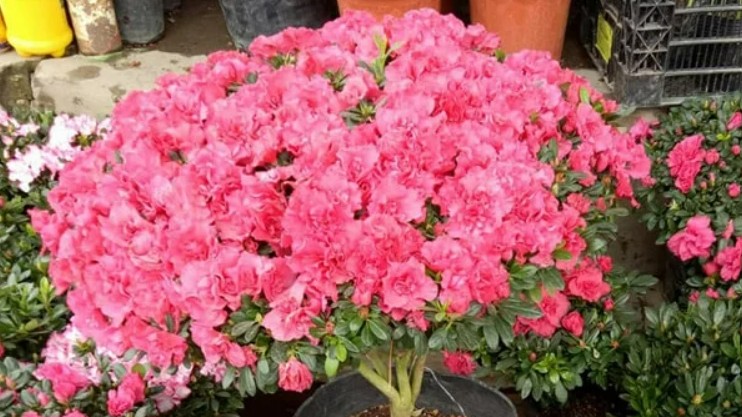 3 loại hoa lúc nào cũng như "ốm nghén", chỉ cần hơi héo cho ít giấm chua hoa nở bung chậu