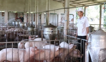 Giá heo hơi hôm nay (24/2) đồng loạt giảm tới 2.000 đồng/kg, lo hụt nguồn cung khi người nuôi bỏ chuồng