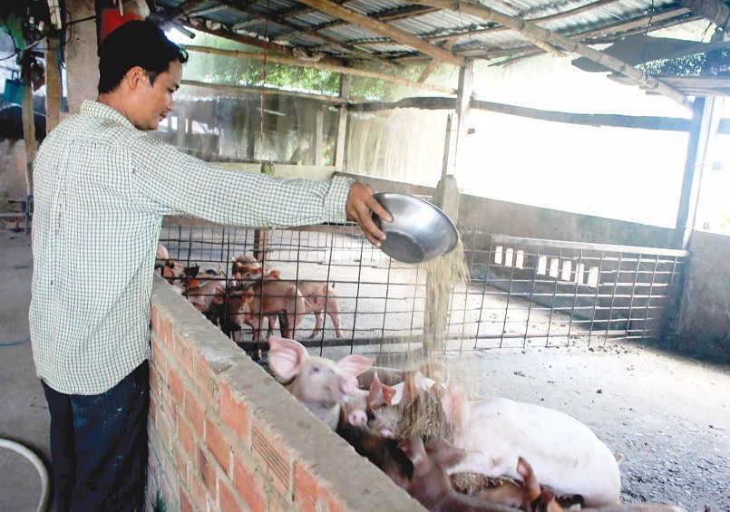 Giá heo hơi giảm sâu người chăn nuôi chờ đợi những giải pháp hỗ trợ hiệu quả.