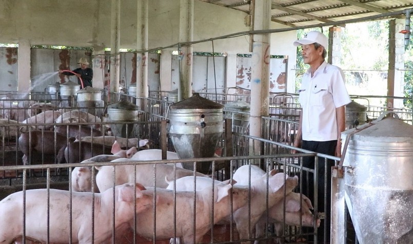 Giá heo hơi hôm nay (24/2), đồng loạt giảm từ 1.000 - 2.000 đồng/kg trên cả nước. 