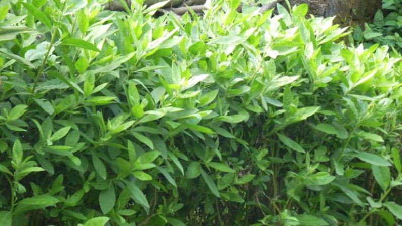 Những bài thuốc hữu ích từ cây cúc tần