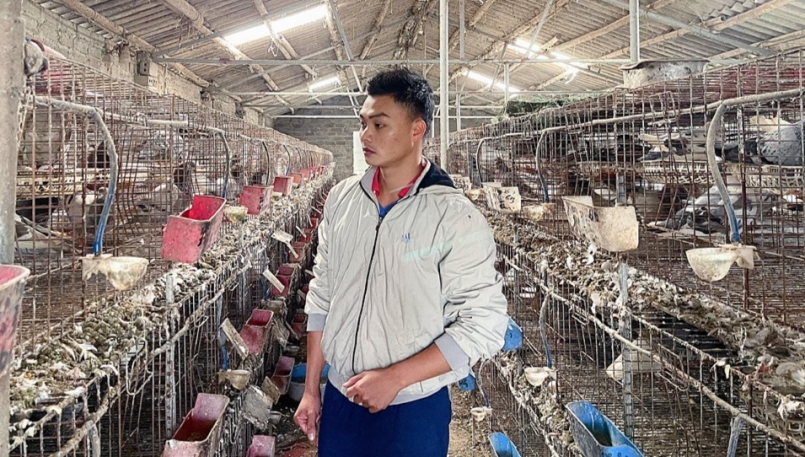 Mô hình nuôi chim bồ câu lai Pháp của anh Vũ Văn Tài mang lại hiệu quả kinh tế cao